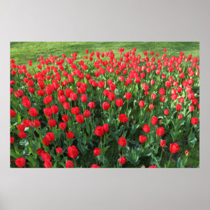 Poster Lit des Tulipes rouges 01
