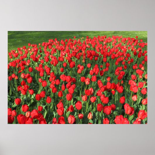 Poster Lit des Tulipes rouges 02 (Devant)