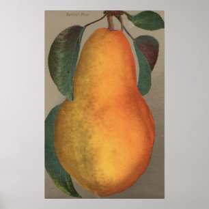 Poster Lithographie de Chromo de fruit de poire bartlett