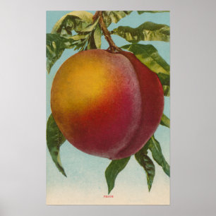 Poster Lithographie de chromo de fruits de PeachFruitStat