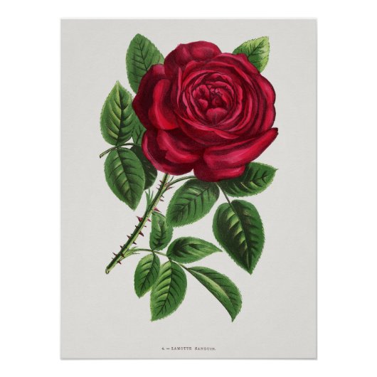 Poster Lithographie de rose ancienne, François-Frédéric G (Devant)