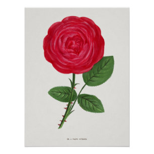 Poster Lithographie de rose antique, François-Frédéric Gr