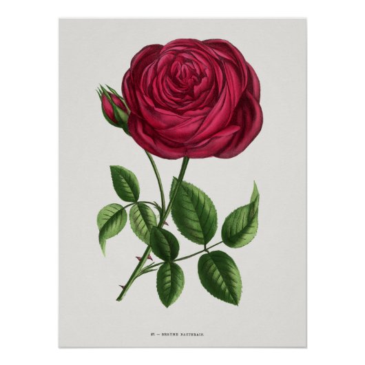 Poster Lithographie de rose antique, François-Frédéric Gr (Devant)