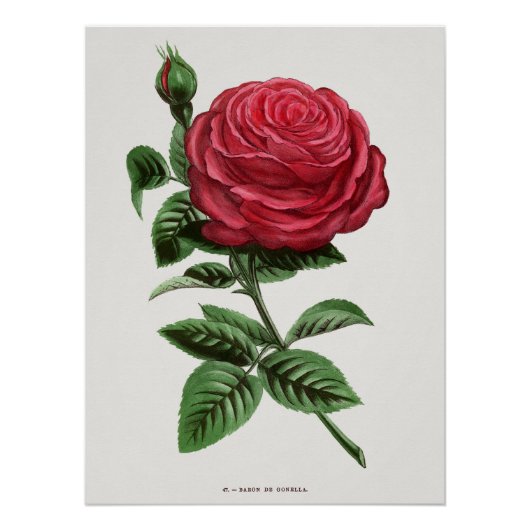 Poster Lithographie de rose antique, François-Frédéric Gr (Devant)