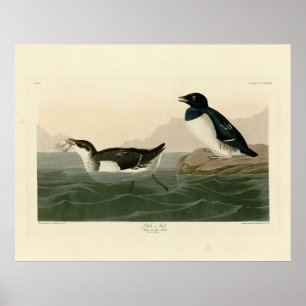 Poster Little Auk (Dovekie) - Audubon's Birds of America