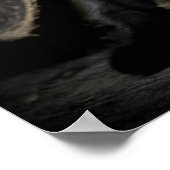 Poster Little Black Kitty (Coin)