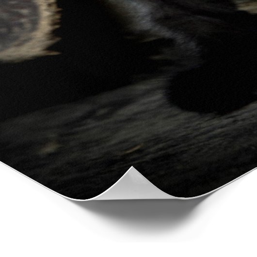 Poster Little Black Kitty (Coin)