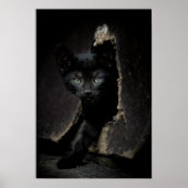 Poster Little Black Kitty (Devant)