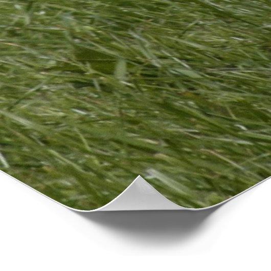 Poster Little Calf (Coin)