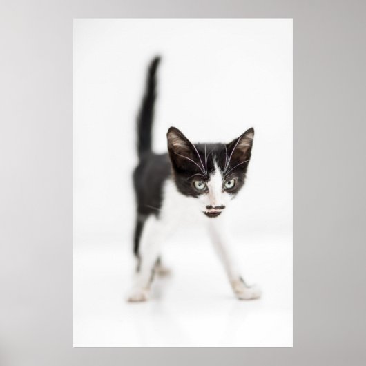 Poster Little Cat (Devant)