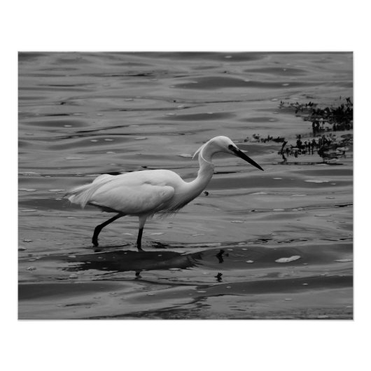 Poster Little Egret (Devant)