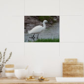 Poster Little Egret (Cuisine)