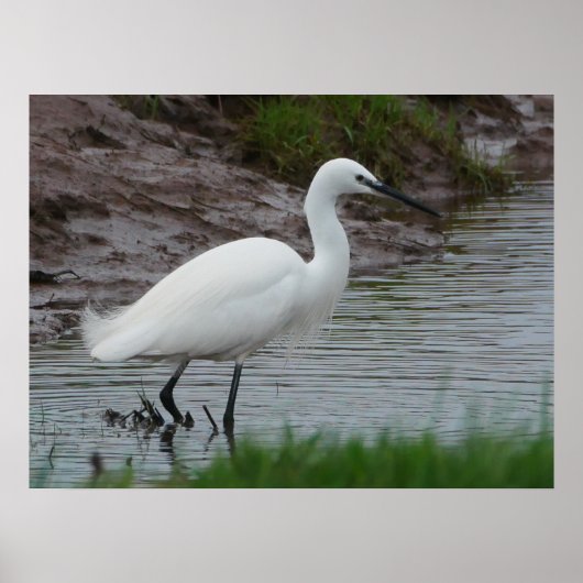 Poster Little Egret (Devant)