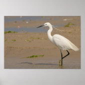 Poster Little Egret (Devant)