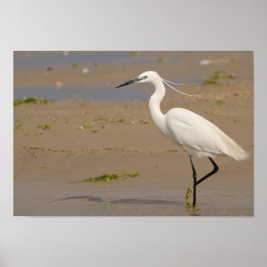 Poster Little Egret (Devant)