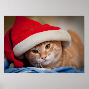 Poster Little Kitten en Casquette de Noël rouge