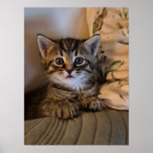 Poster Little kitty (Devant)