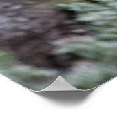 Poster Little Owl (Coin)