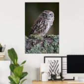 Poster Little Owl (Bureau à domicile)