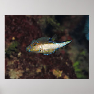 Poster Little Puffer