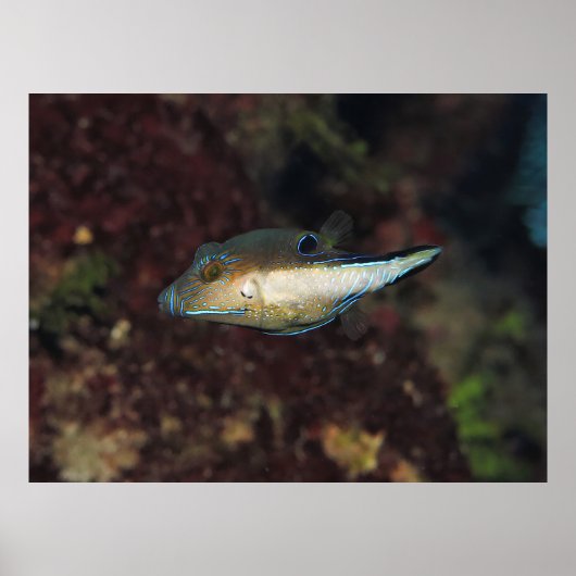 Poster Little Puffer (Devant)