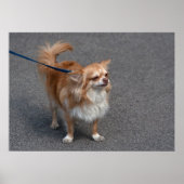 Poster Little Redhead (Devant)