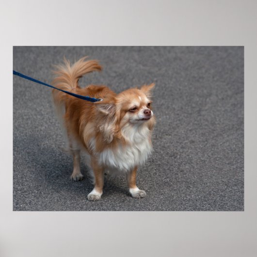 Poster Little Redhead (Devant)