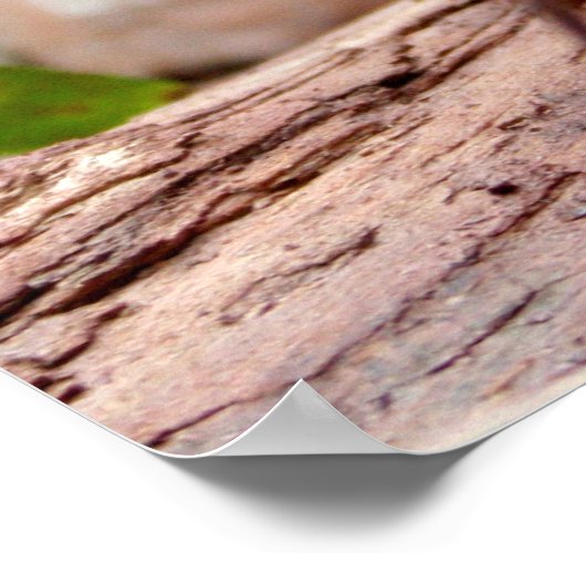 Poster Little Robin (Coin)