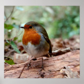 Poster Little Robin (Devant)