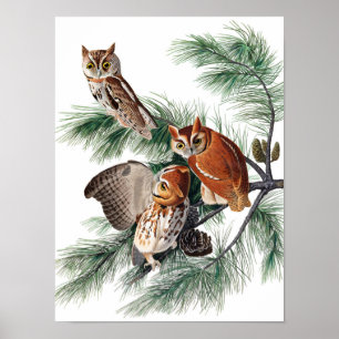 Poster Little Screech Owl par John James Audubon