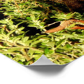 Poster Little Wallaby (Coin)