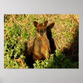 Poster Little Wallaby (Devant)