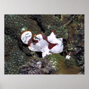 Poster Little White Frogfish