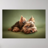 Poster Little Yorkie (Devant)