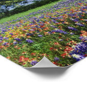 Poster Live Oak & Texas Paintbrush et Texas (Coin)