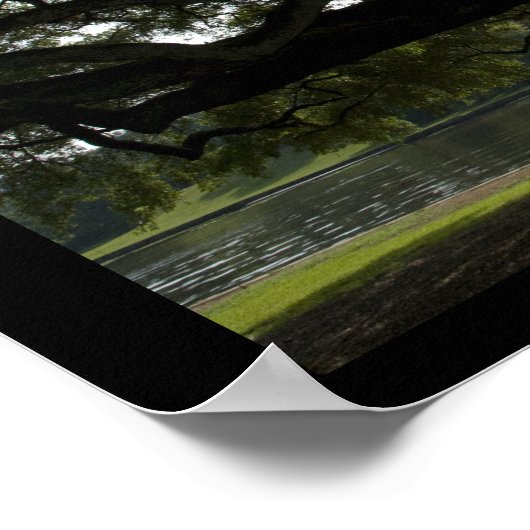 Poster Live Oaks - Louisiane (Coin)