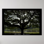 Poster Live Oaks - Louisiane (Devant)
