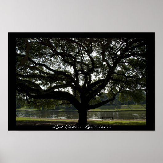 Poster Live Oaks - Louisiane (Devant)