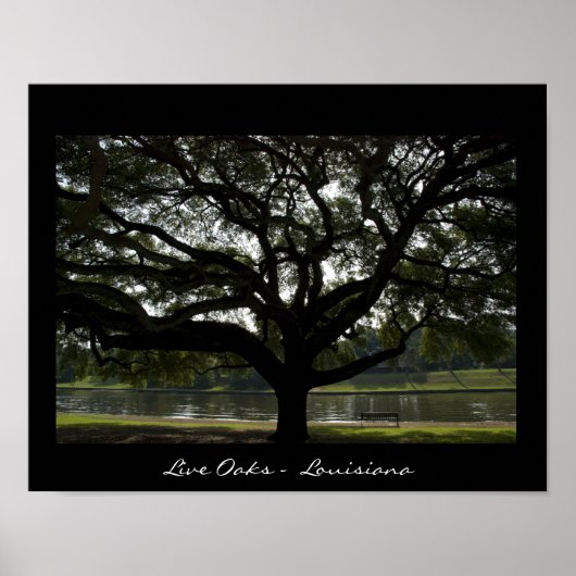 Poster Live Oaks - Louisiane (Devant)