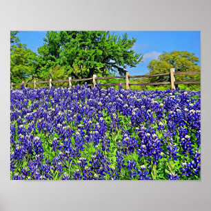 Poster Livre d'histoire Bluebonnet Fleurs Art photographi