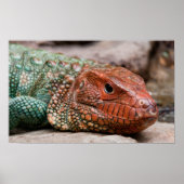 Poster Lizard (Devant)
