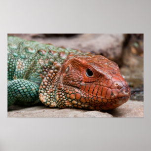 Poster Lizard