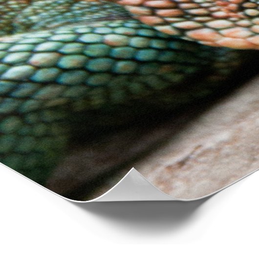 Poster Lizard (Coin)