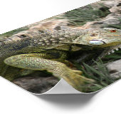 Poster Lizard (Coin)
