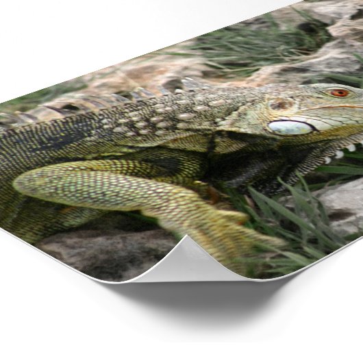 Poster Lizard (Coin)