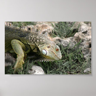 Poster Lizard
