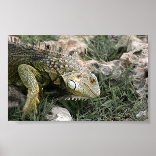 Poster Lizard (Devant)