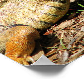 Poster Lizard (Coin)