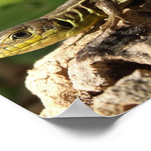 Poster Lizard (Coin)