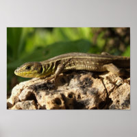 Poster Lizard